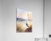 Seagull Perch  Acrylic Print