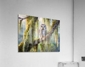 Barred Owl and Spanish Moss  Impression acrylique