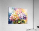 Hydrangea Blooms  Acrylic Print