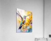 Colorful Hummingbird  Acrylic Print