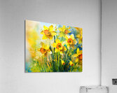 Bright Daffodills  Acrylic Print