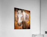 Beautiful Palomino Horse  Impression acrylique