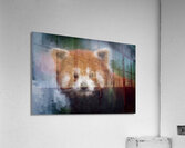 Red Panda Portrait  Acrylic Print