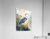 Blue Heron In The Seagrasses  Acrylic Print