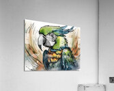 Polly Parrot  Acrylic Print