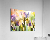 The Beautiful Iris  Impression acrylique