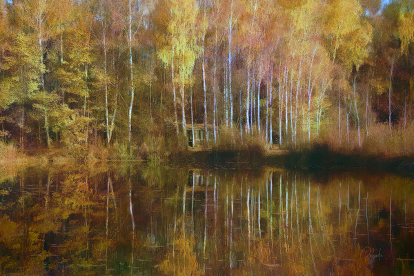 Birch Cabin Lake Reflections Print