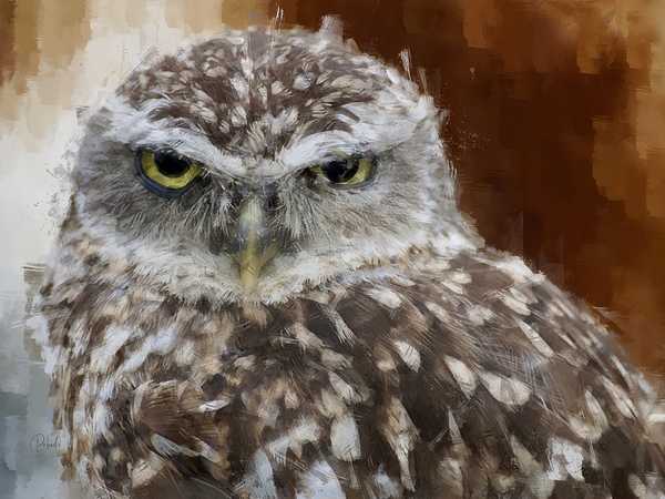 Burrowing Owl Portrait by Pabodie Art