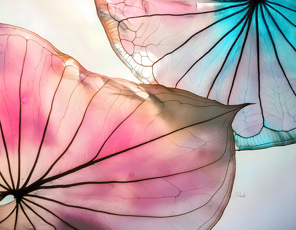 Caladium Colors III Print