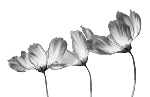 Delicate Cosmos in Black and White by Pabodie Art