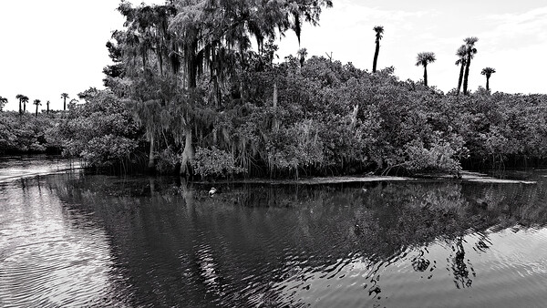 Find The Turtle Print