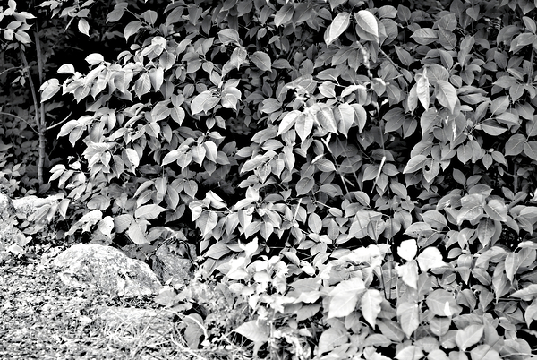 Find The Chippie Print