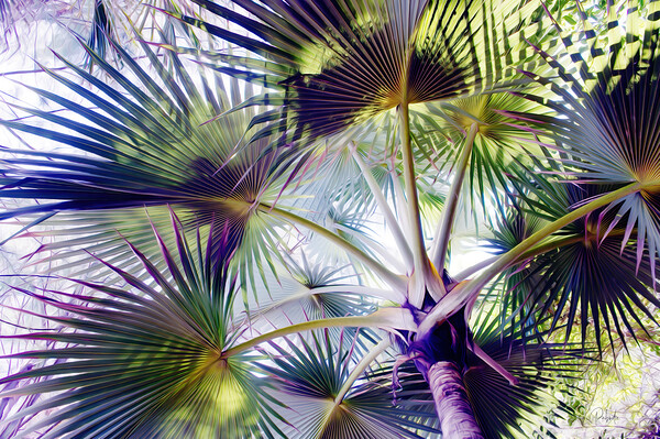 Glorious Palms by Pabodie Art