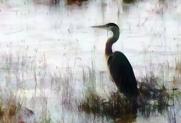 Great Blue Heron In The Shallows by Pabodie Art