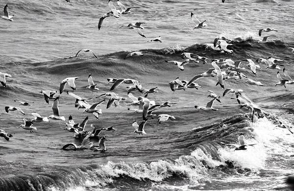 Morning Gulls by Pabodie Art