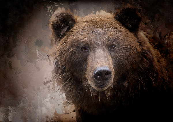 North American Brown Bear by Pabodie Art