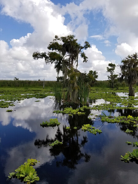 Osprey Reflections Print