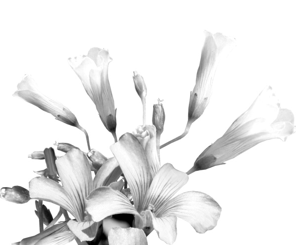 Shamrock Plant Blooms Print