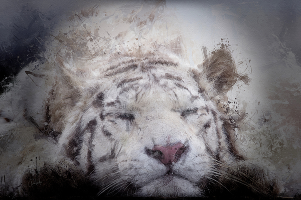 Sleepy White Tiger by Pabodie Art