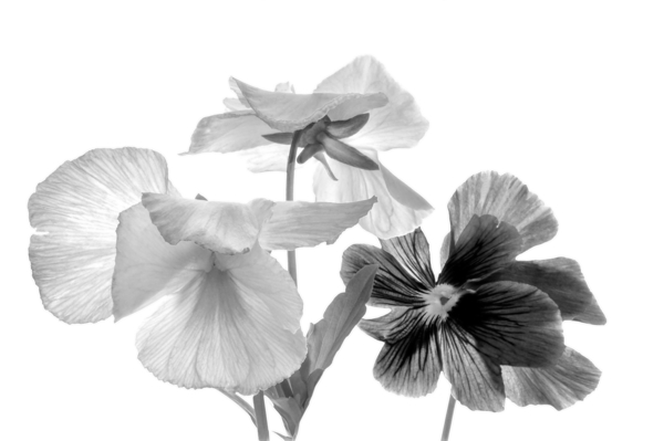 Spring Pansies in Black and White by Pabodie Art