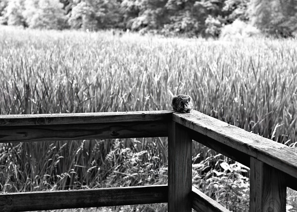 Squirrely Perspective Print