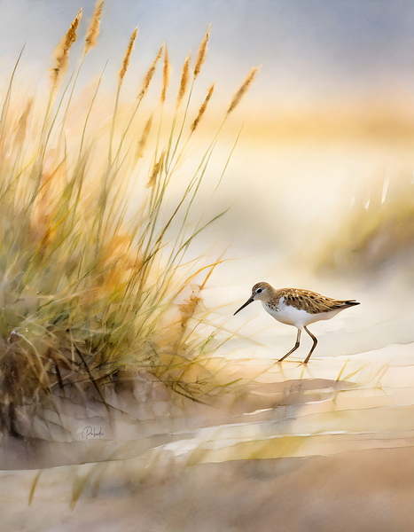 The Sandpiper Shoreline Print