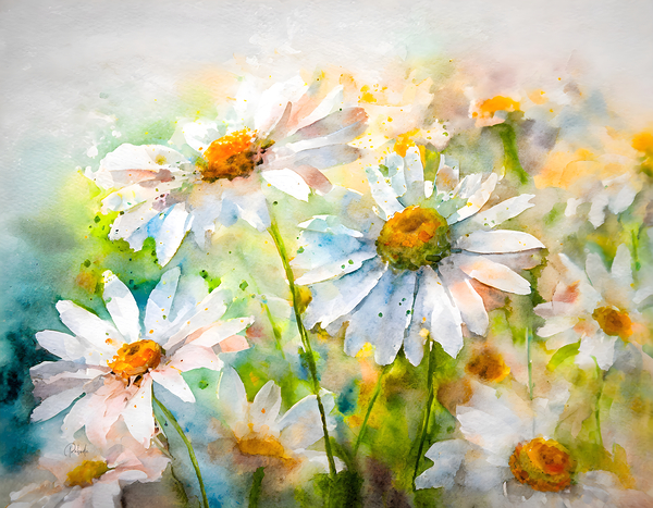 Watercolor Daisies by Pabodie Art