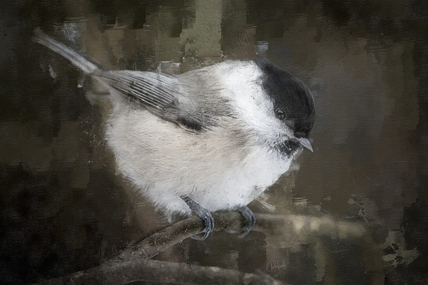 Willow Tit Bird Print