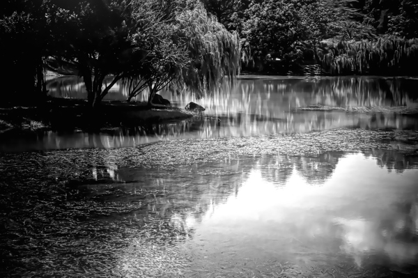 Willow Water Reflections Print