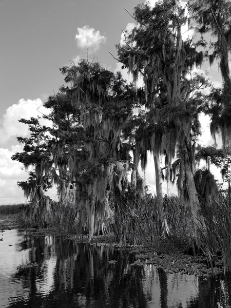 Florida Bald Cypress Print