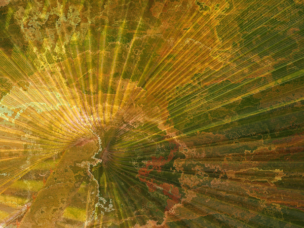 Palm Burst Rays by Pabodie Art