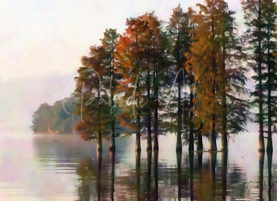 Cypress Trees On The Water  Print
