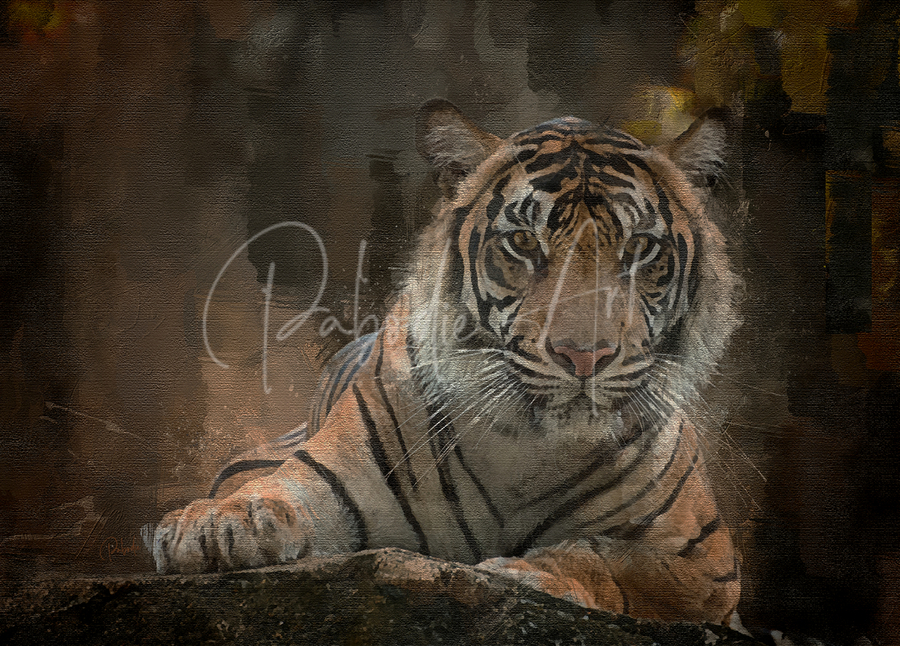 Siberian Tiger Portrait  Print