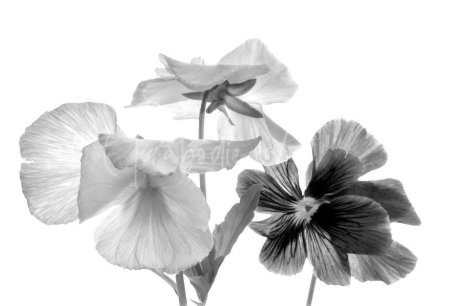 Spring Pansies in Black and White  Print