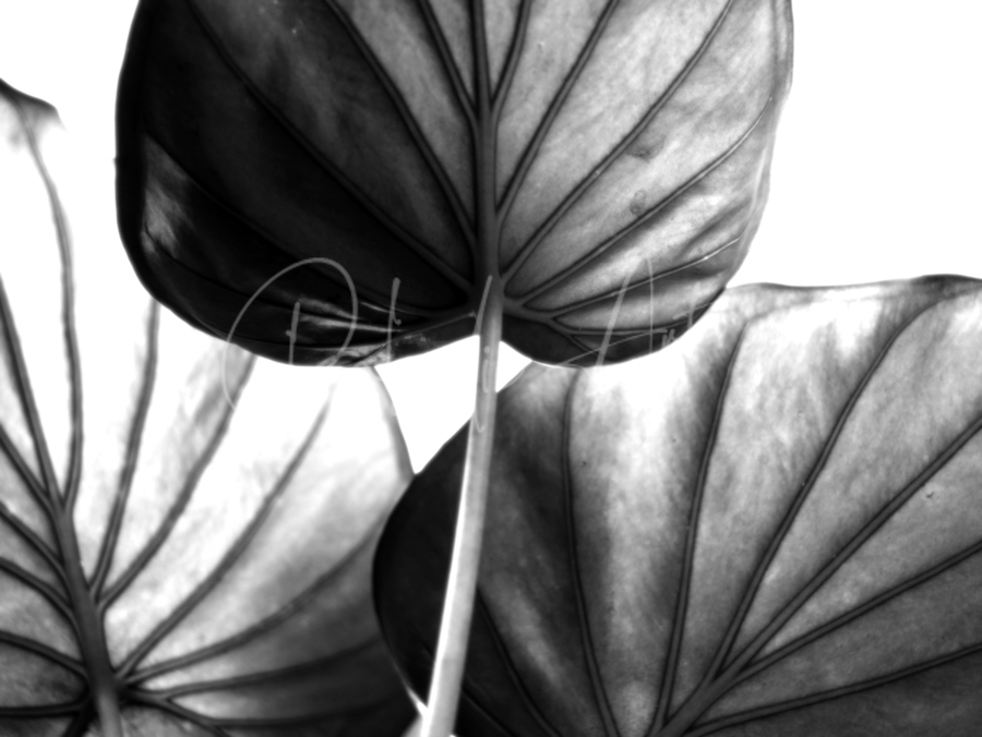 Tree of Life Leaf Art  Print