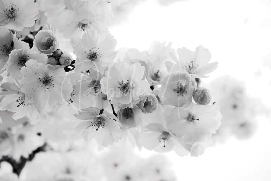 Delicate Cherry Blossoms  Print