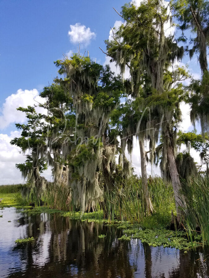 Florida Bald Cypress Trees  Print