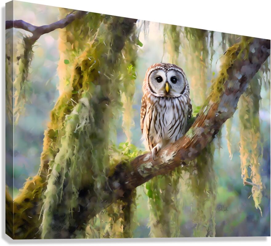 Barred Owl and Spanish Moss  Canvas Print