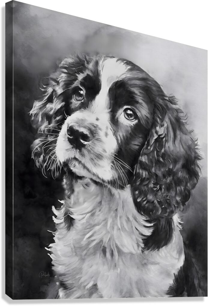 Springer Spaniel Puppy  Canvas Print