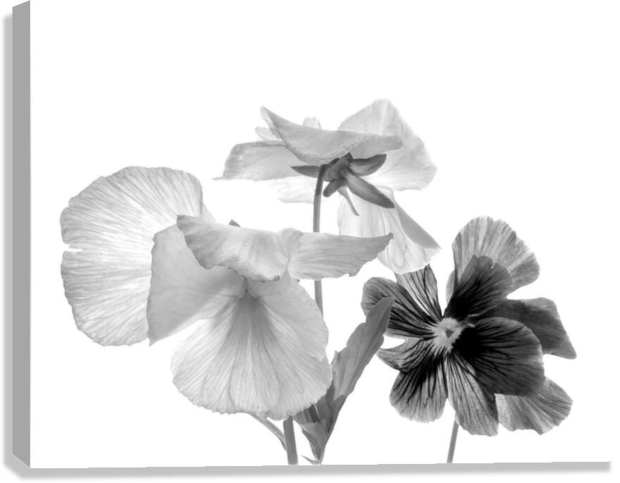 Spring Pansies in Black and White  Impression sur toile
