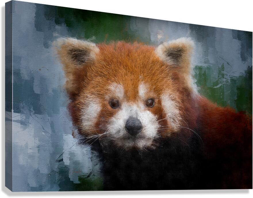 Red Panda Portrait  Canvas Print