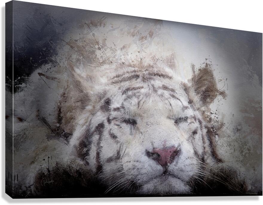 Sleepy White Tiger  Canvas Print