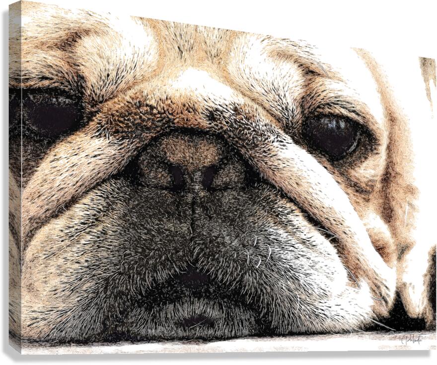 Fig The Miniature French Bulldog  Canvas Print