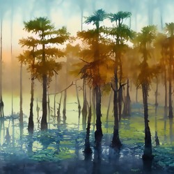 Cypress Trees in the Swamp