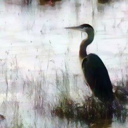 Great Blue Heron In The Shallows