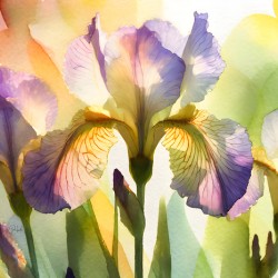 The Beautiful Iris