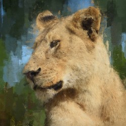 The Kings Mate and Lioness Portrait