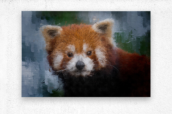 Red Panda Portrait  Metal print