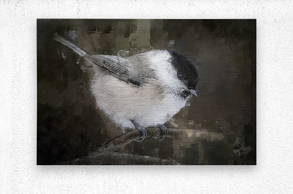 Willow Tit Bird  Metal print