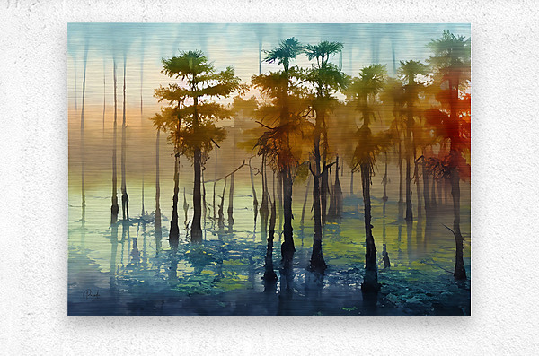 Cypress Trees in the Swamp  Metal print